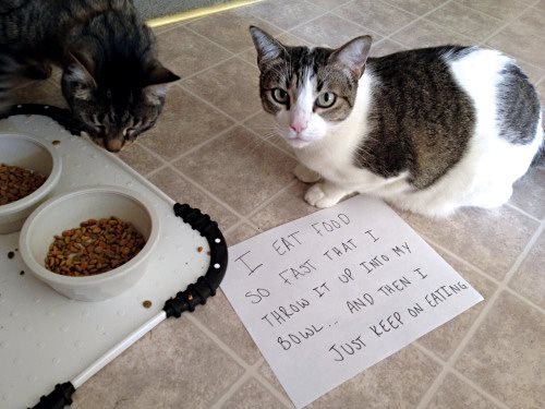 Cat Shaming - photo 14