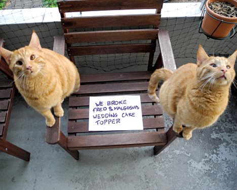 Cat Shaming - photo 6