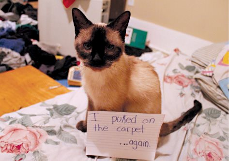 Cat Shaming - photo 24