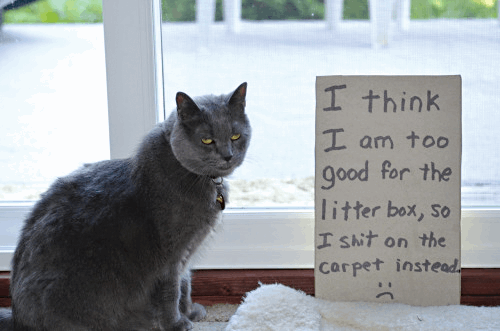 Cat Shaming - photo 42