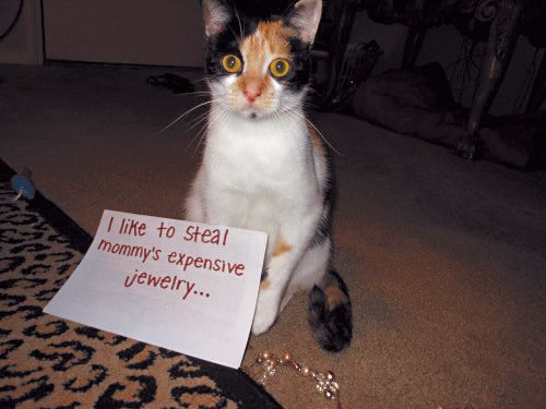 Cat Shaming - photo 10