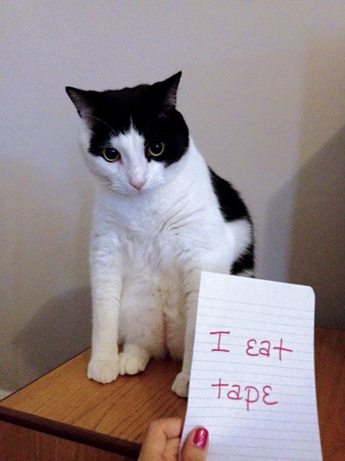 Cat Shaming - photo 19