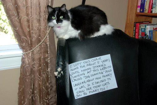 Cat Shaming - photo 25