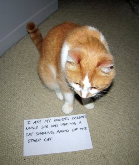 Cat Shaming - photo 8