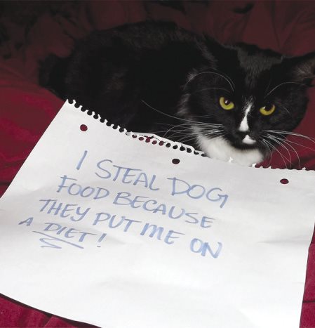 Cat Shaming - photo 36