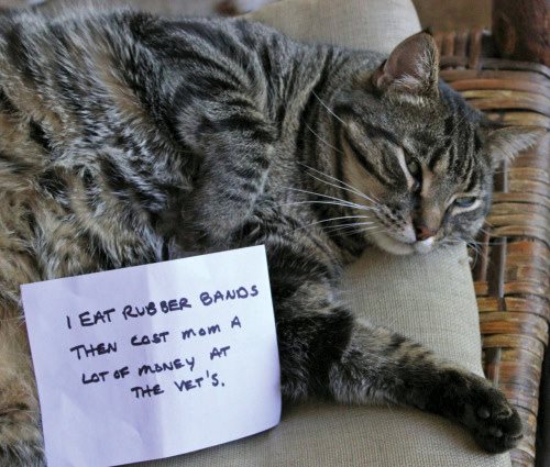 Cat Shaming - photo 55