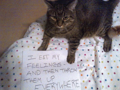 Cat Shaming - photo 50