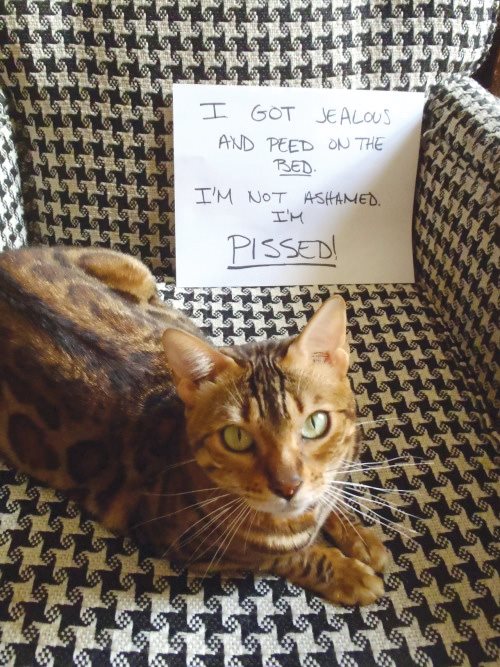 Cat Shaming - photo 20