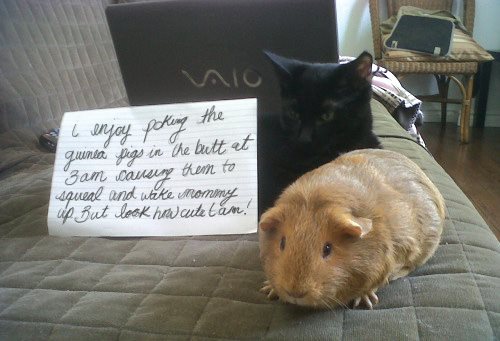 Cat Shaming - photo 40