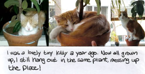 Cat Shaming - photo 3