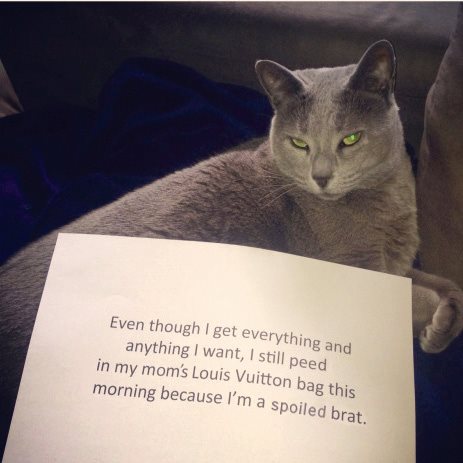 Cat Shaming - photo 29