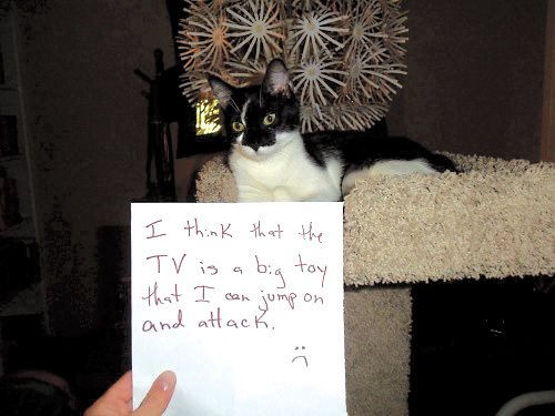 Cat Shaming - photo 16