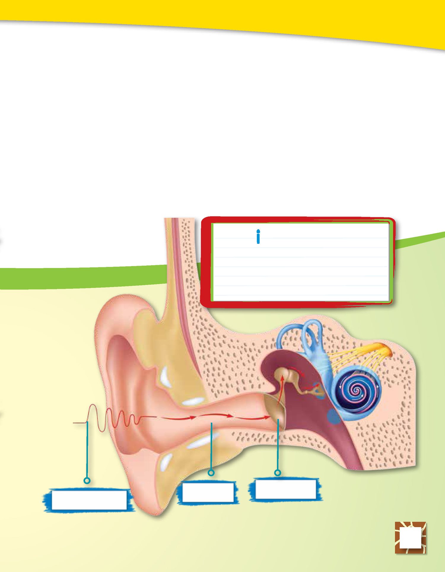 It bumps a little drum there called an eardrum Inside Your Ear Your eardrum - photo 12