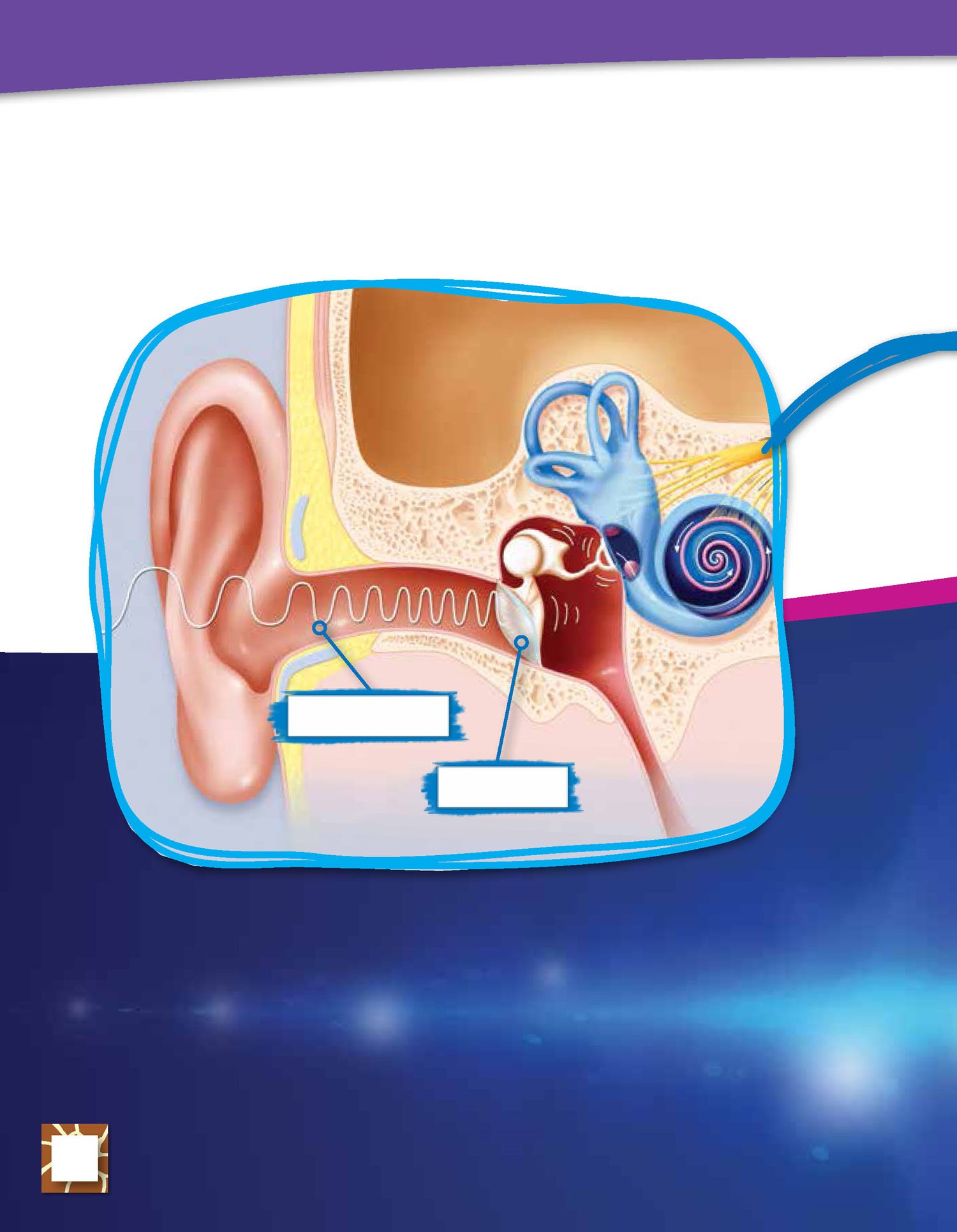 The eardrum sends a message to your brain sound wave eardrum Your brain - photo 13