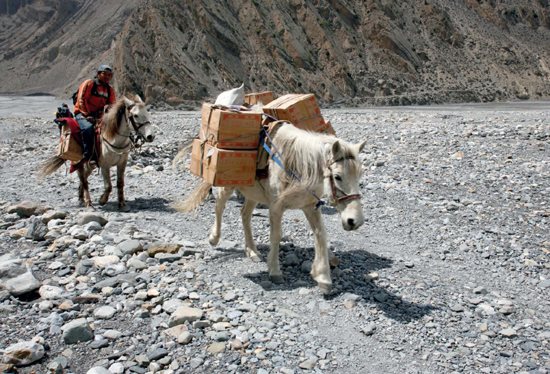 Ponies carry heavy loads through a Himalayan mountain pass Some humans treat - photo 4