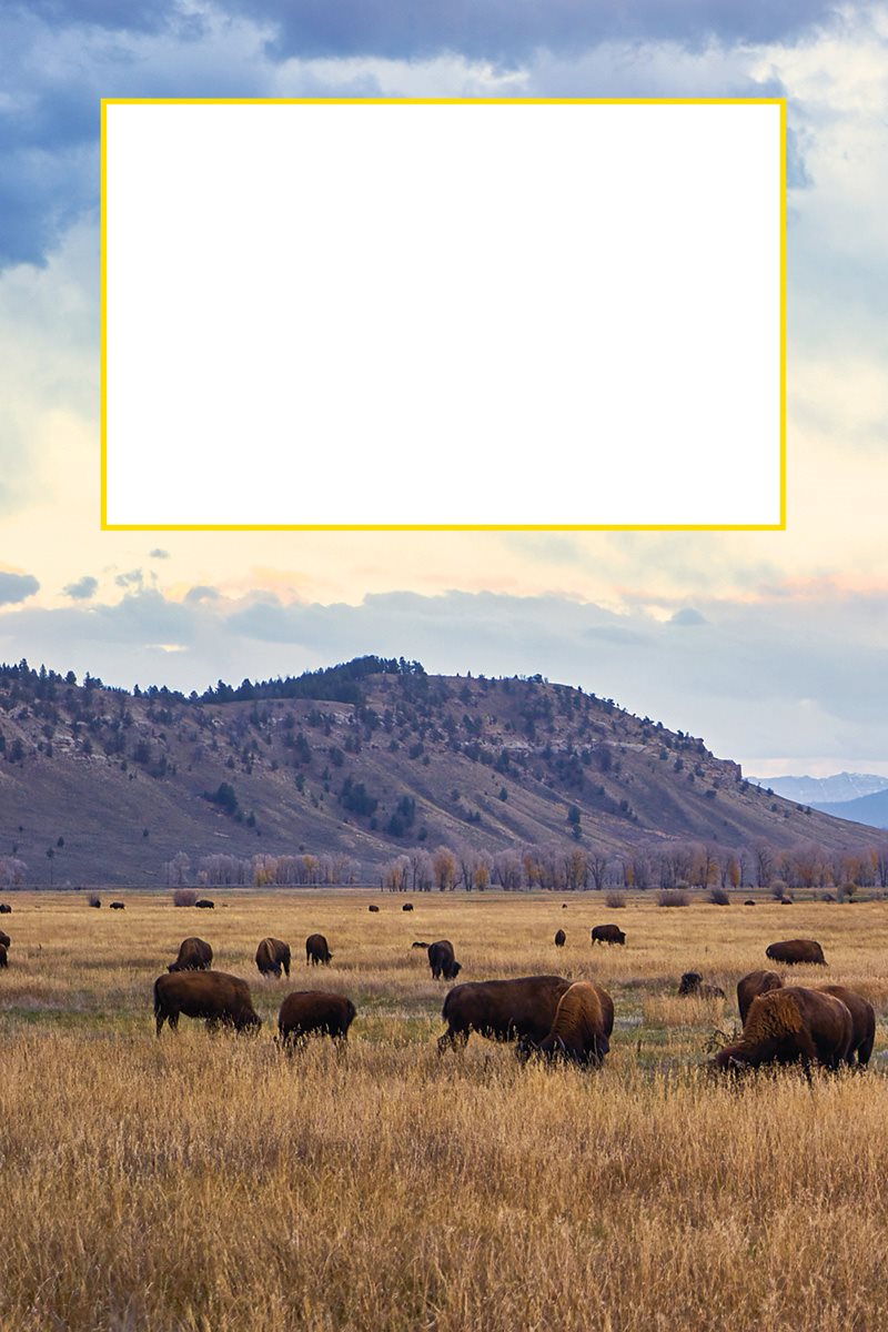 Where would you live Most bison live on prairies in North America - photo 7