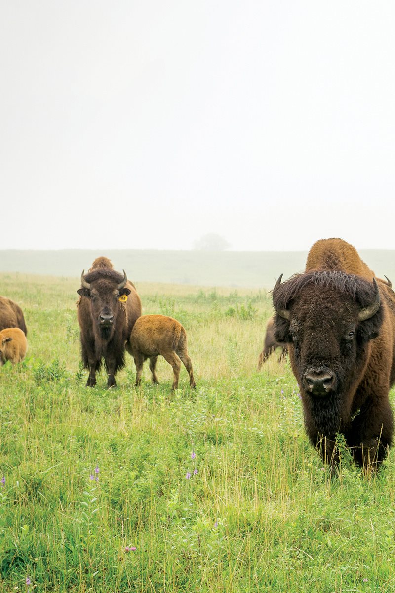 What would your family be like Adult female bison are called cows Young - photo 9