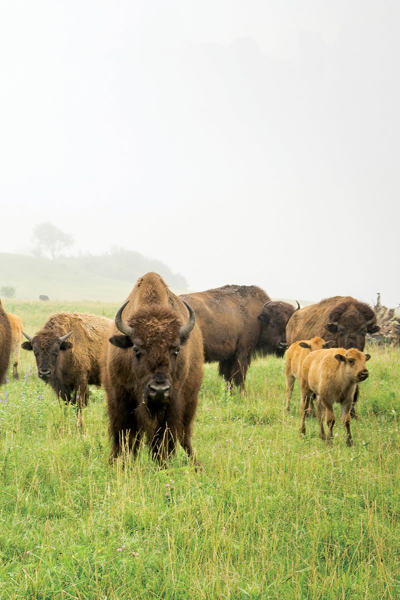 Adult male bison are called bulls Bulls live together in separate herds - photo 10