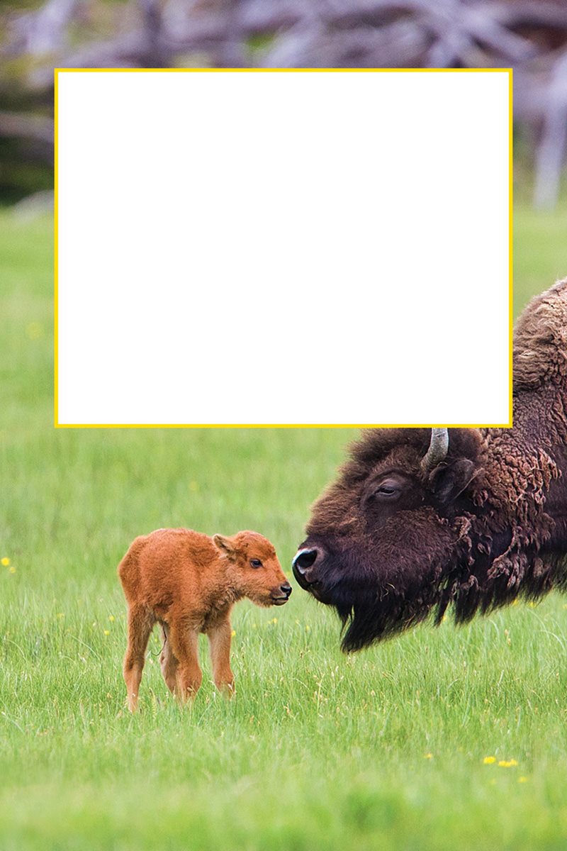 A bison mom has a calf each spring Calves can stand up and walk just a few - photo 11