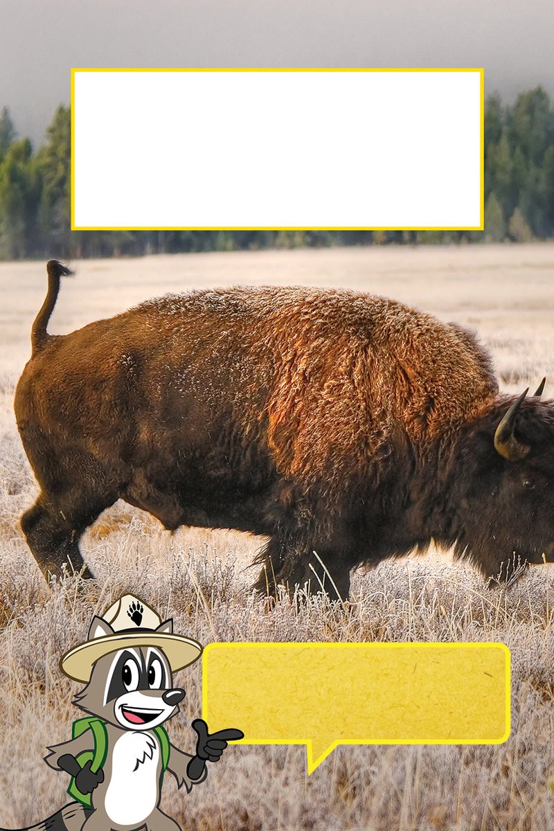 How would you talk Bison talk with grunts and snorts They also talk with - photo 13