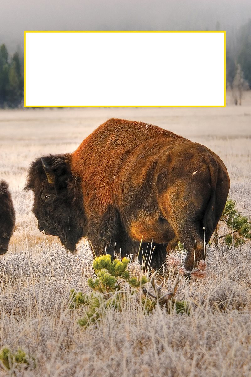 A bison wags its tail when its calm When a bison is angry or scared its - photo 14