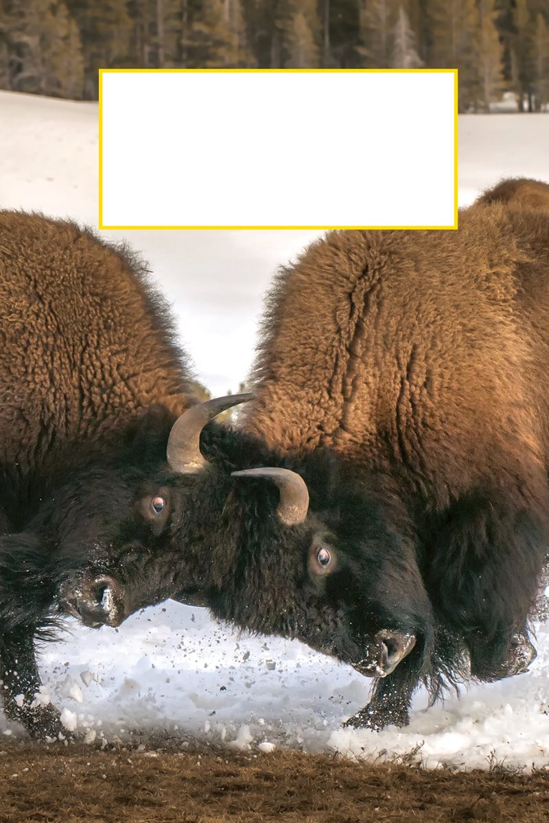 Bison bulls will also crash their heads together to show who is the - photo 16