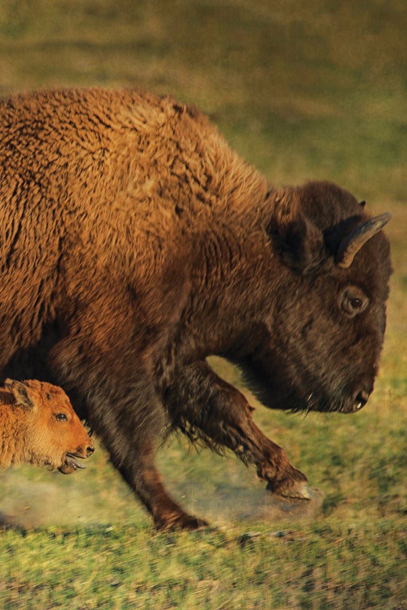 What would you eat Bison eat grass lots and lots of grass This is - photo 20