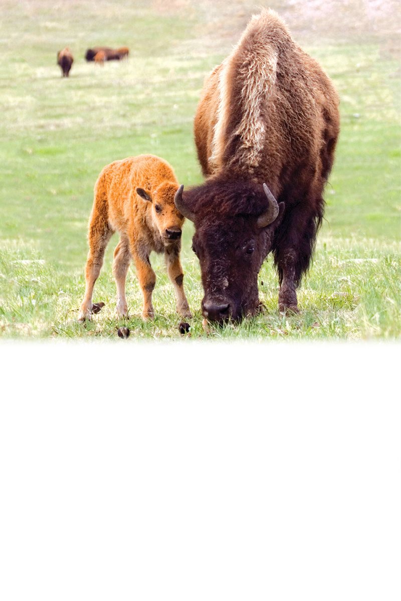 What would you eat Bison eat grass lots and lots of grass This is - photo 21