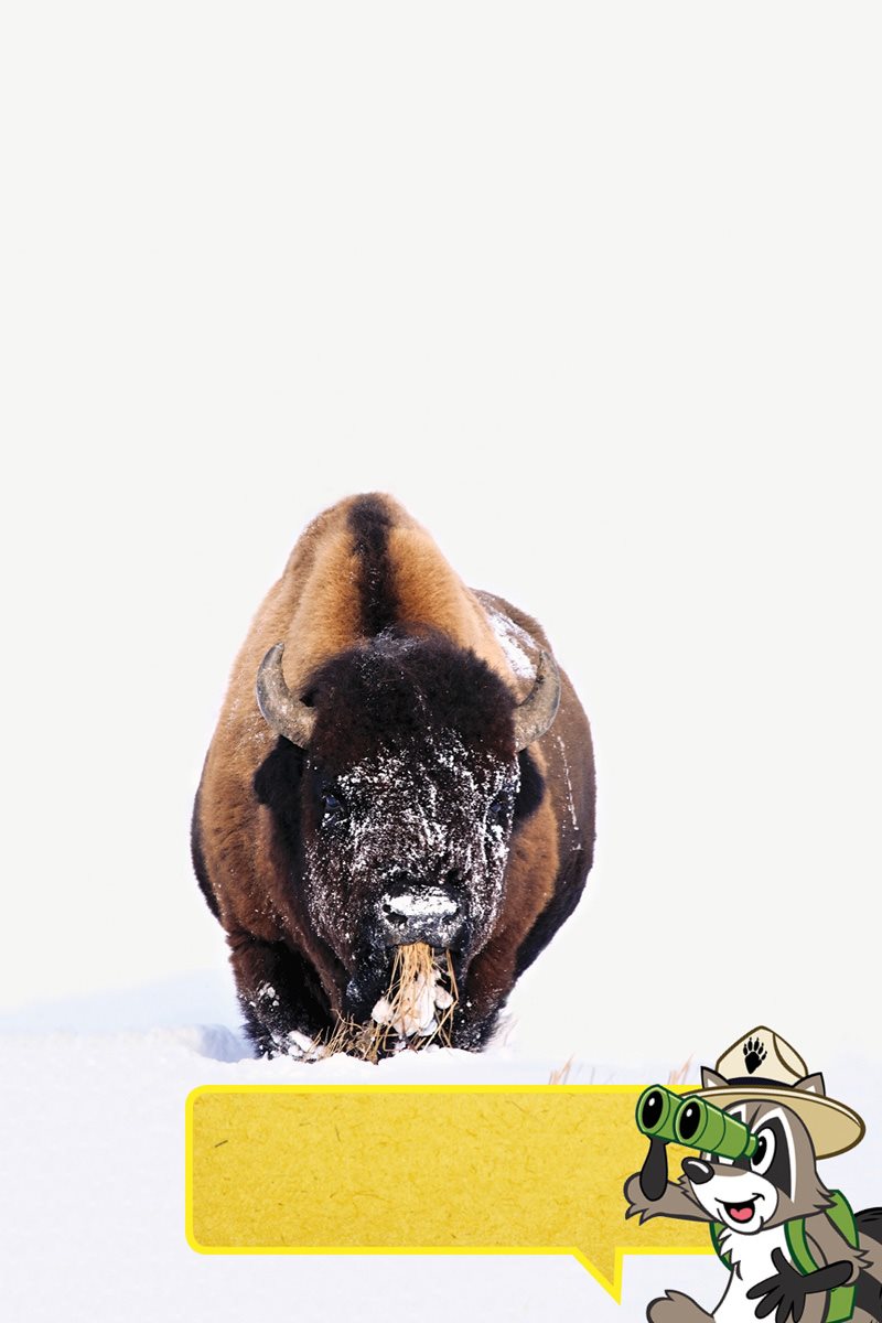 In winter bison must find grass under deep snow They sweep their heads - photo 22