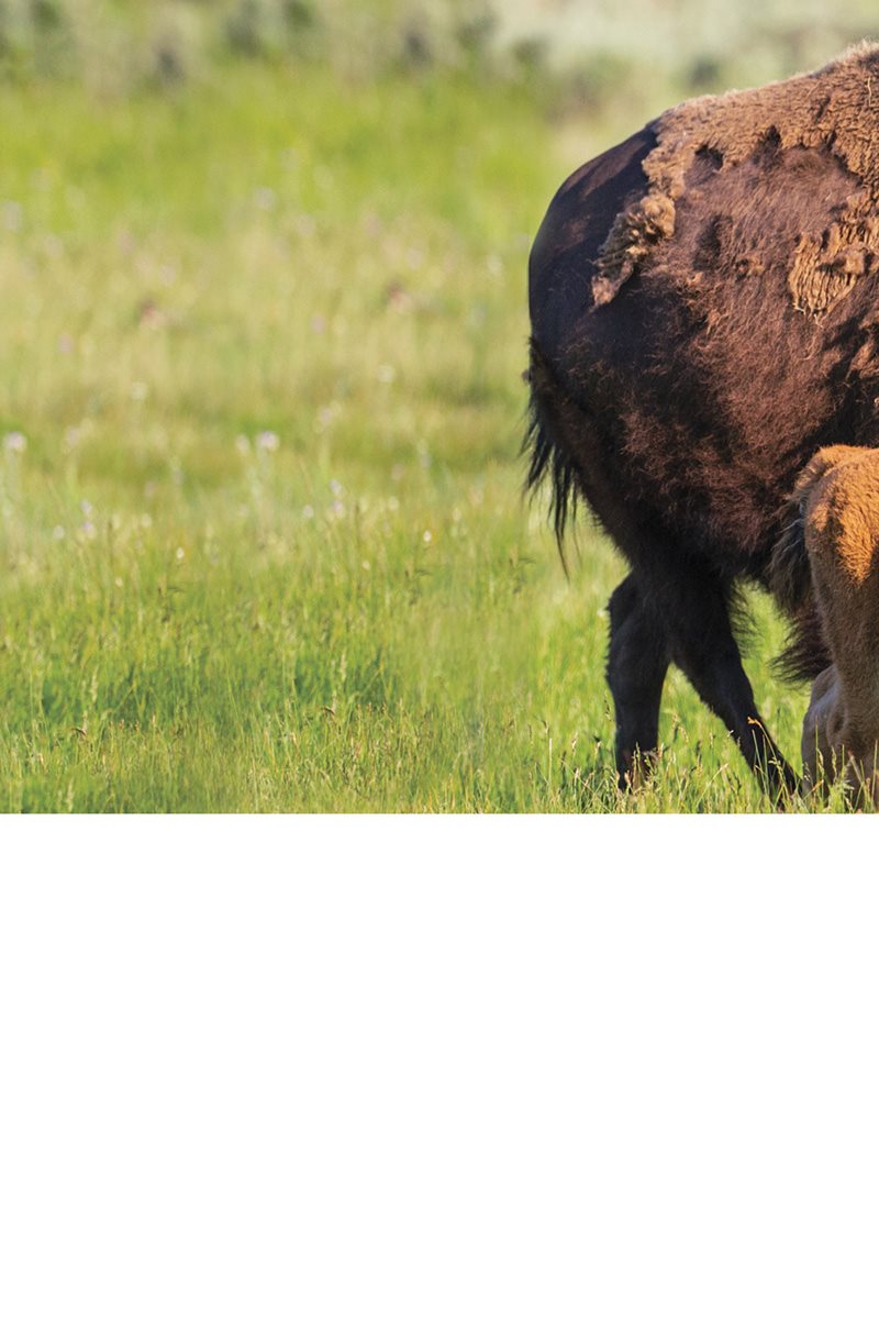 How would growing up change you A bison calf is born with red fur Within - photo 25