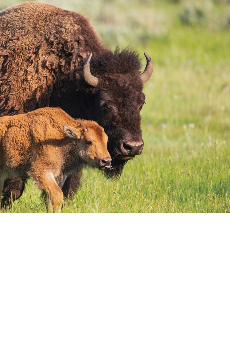 A calf will also start to grow horns and a hump on its shoulders Male - photo 26