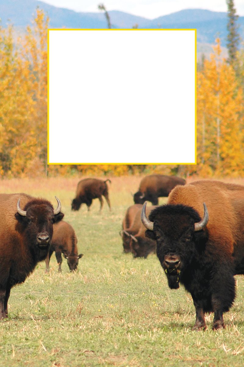 A female bison stays with her mothers herd for her whole life At about - photo 28