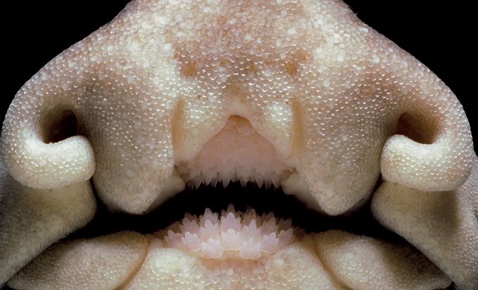 Worlds Weirdest Sharks - image 11