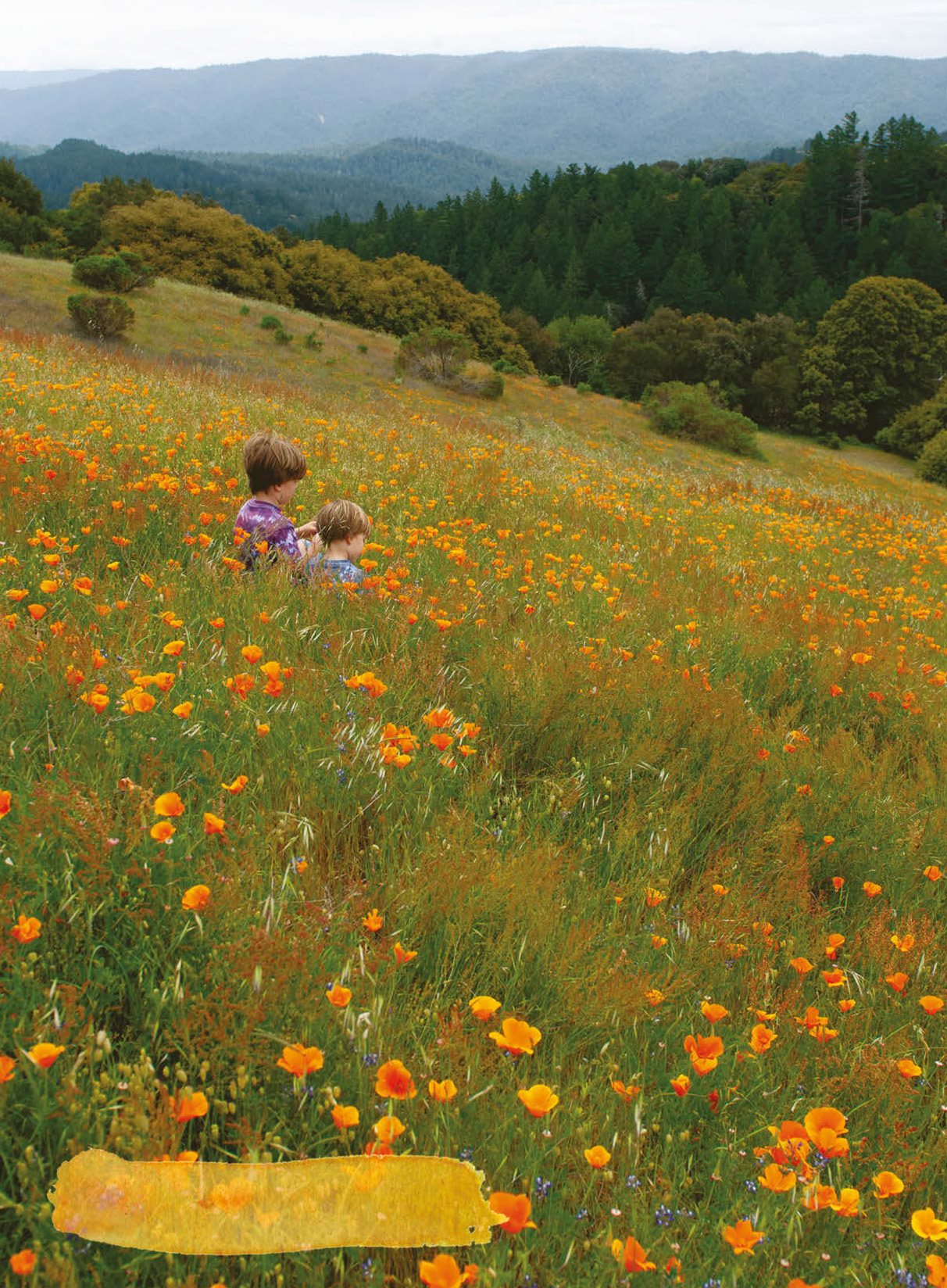 California poppies blooming in the spring at Russian Ridge Preserve in the - photo 12