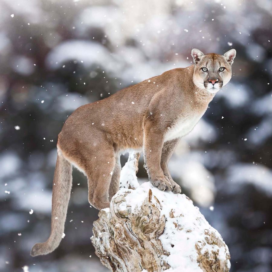 Home on the Range Mountain lions live throughout Canada the United States - photo 7