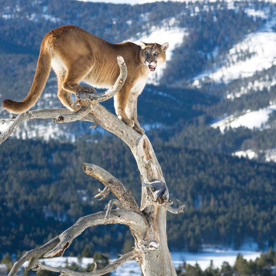 Facing Danger Although there are still thousands of mountain lions in the - photo 2