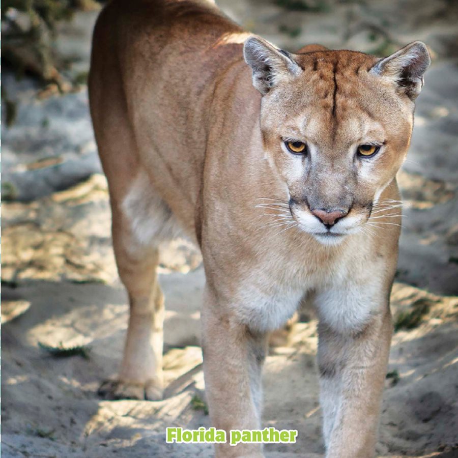 You Can Help The world needs mountain lions What can you do to make sure - photo 3