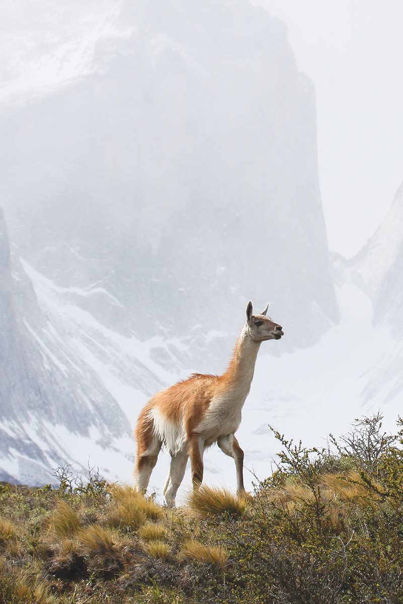 Where would you live Wild guanacos live far from people in the Andes - photo 7