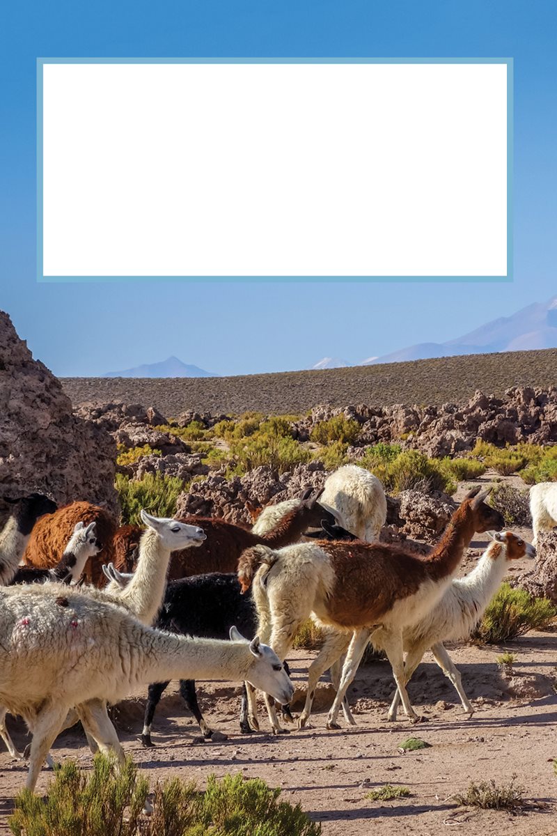 What would your family be like Llama and guanaco families are called - photo 11