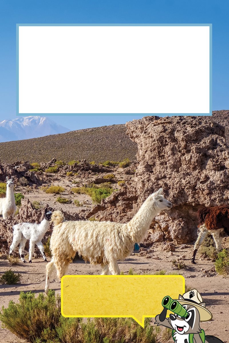 There is usually one dad with many moms and babies A baby llama or guanaco - photo 12