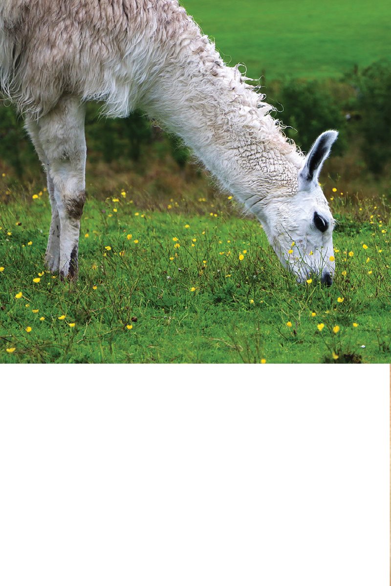 Llamas and guanacos do not need to drink much water They get most of the - photo 17