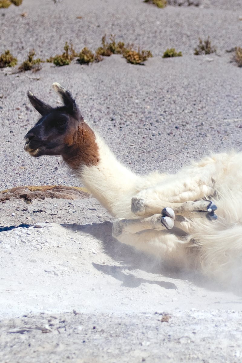 How would you wash up Llamas and guanacos roll in dust Rolling keeps - photo 19