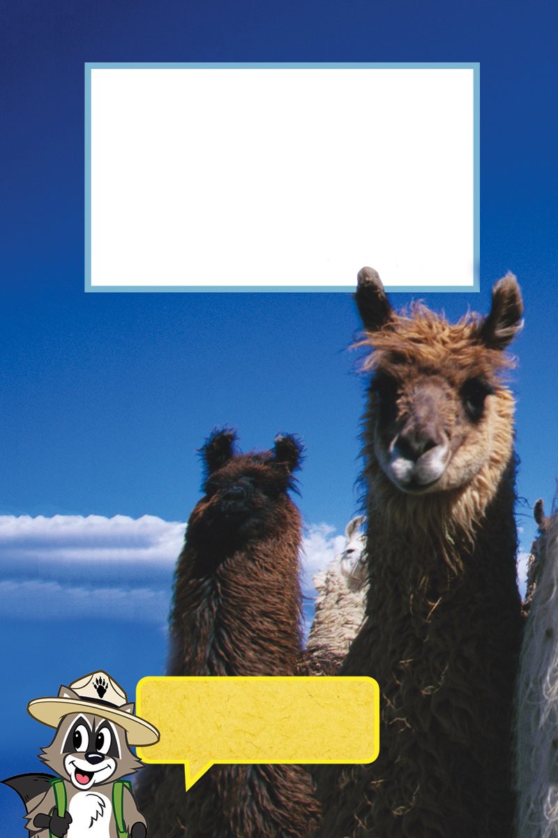How would you talk Llamas like being together and so do guanacos But - photo 21