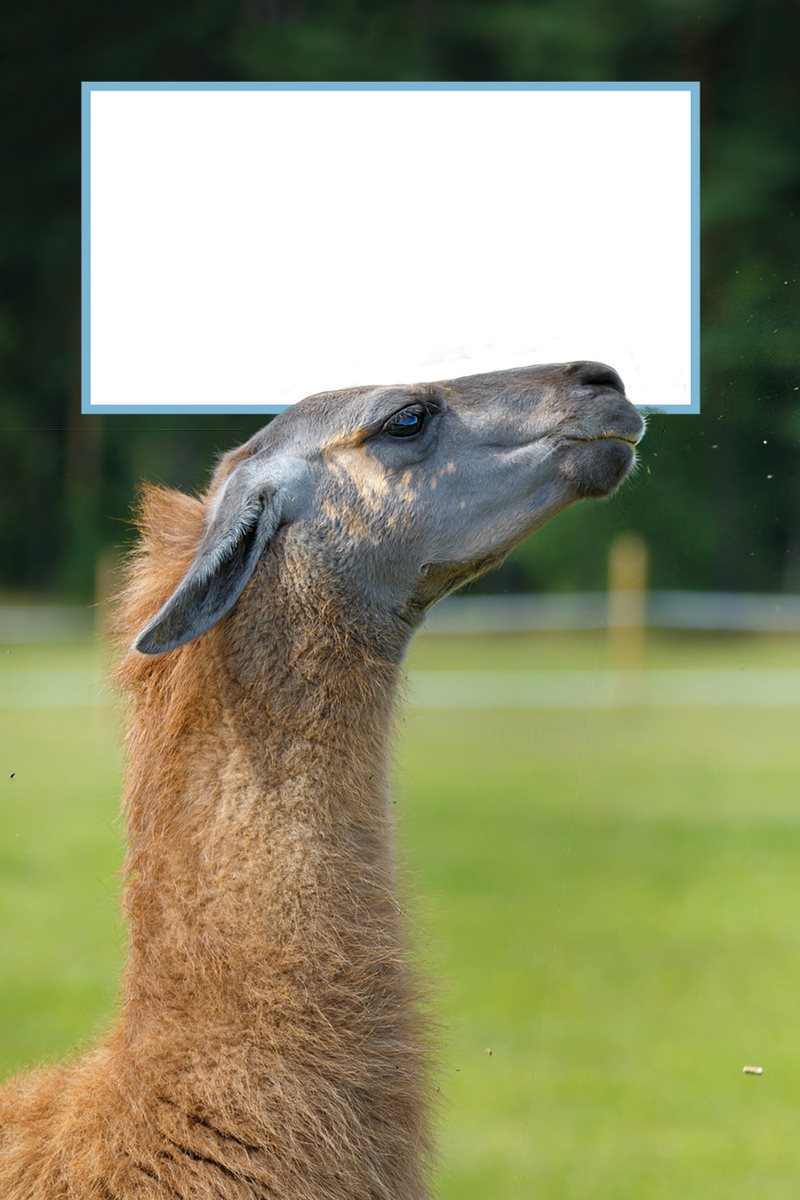 Llamas and guanacos are louder when they are unhappy They groan or squeal - photo 23