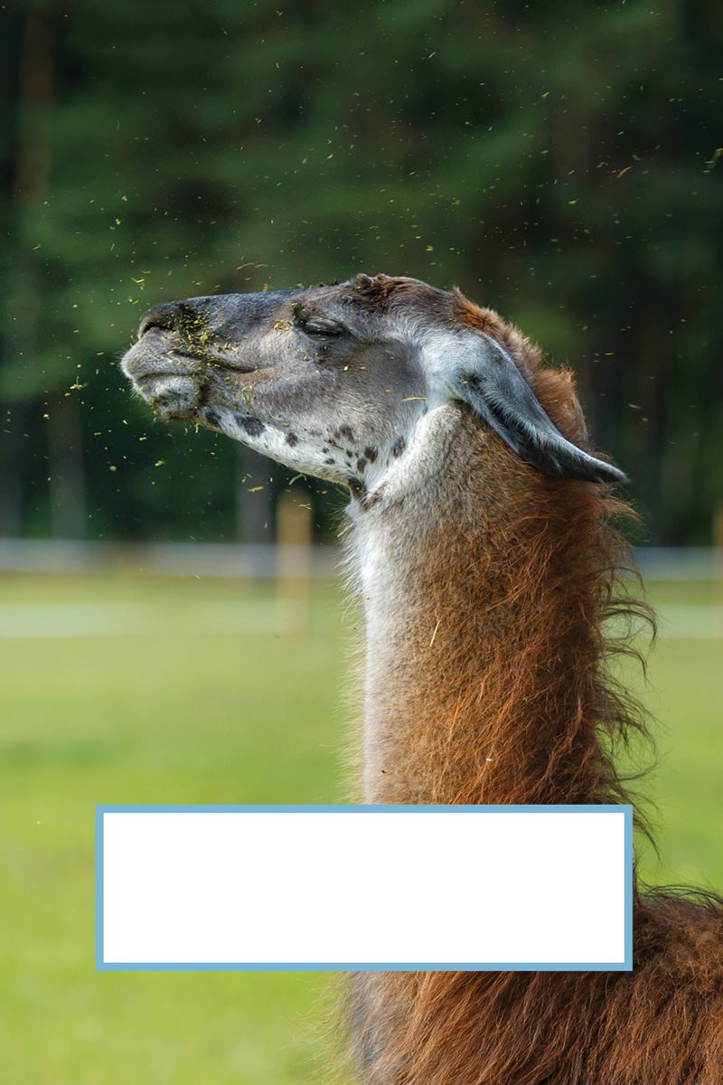 Angry llamas lay their ears flat and spit at each other Where would - photo 24