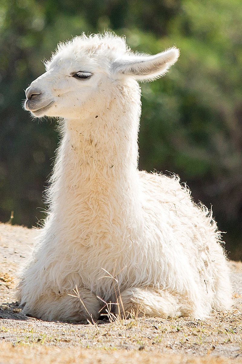 Llamas and guanacos are a lot alike But they live in different ways - photo 26