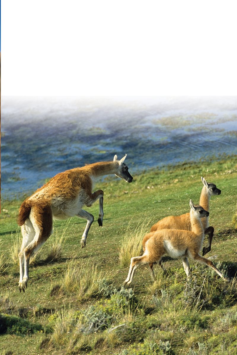 Guanacos live far from humans They run wild their whole lives - photo 28