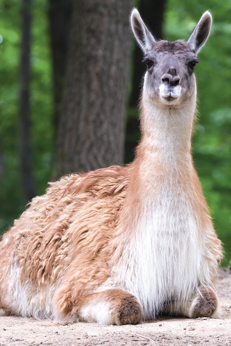 What if you were a llama or a guanaco Either could be cool for a while - photo 29