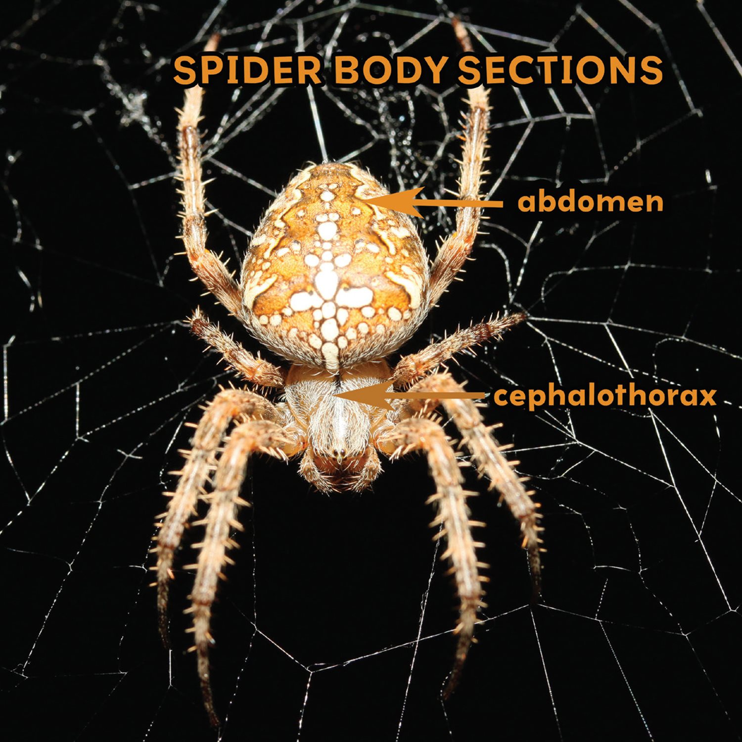 SPIDER BODY SECTIONS abdomen cephalothorax What beautiful eyes - photo 5