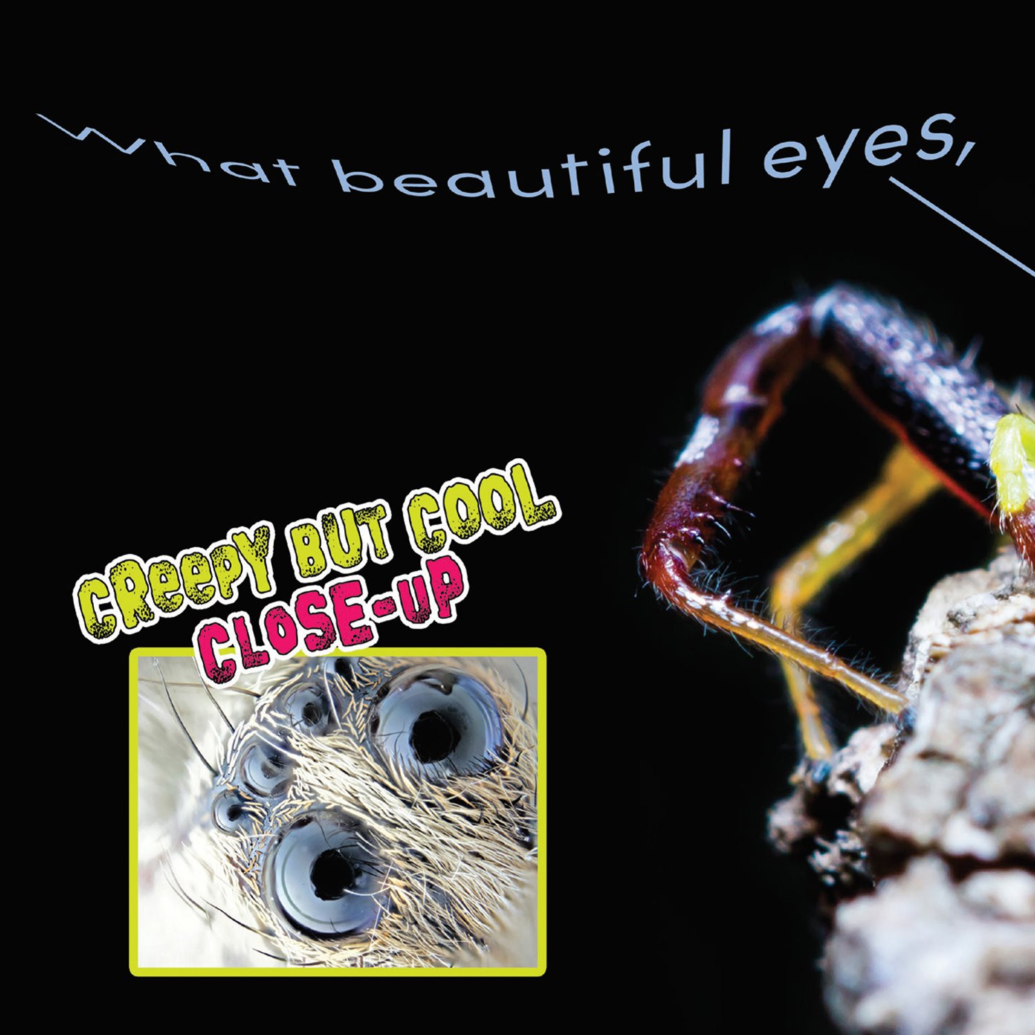 What beautiful eyes and eyes and eyes Many spiders have eight eyes Good - photo 6